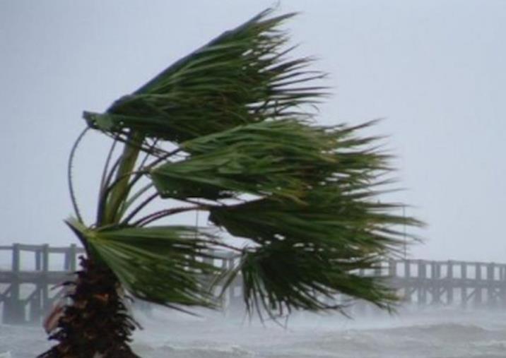 Maltempo, alberi caduti nel Vibonese images Maltempo, alberi caduti nel Vibonese