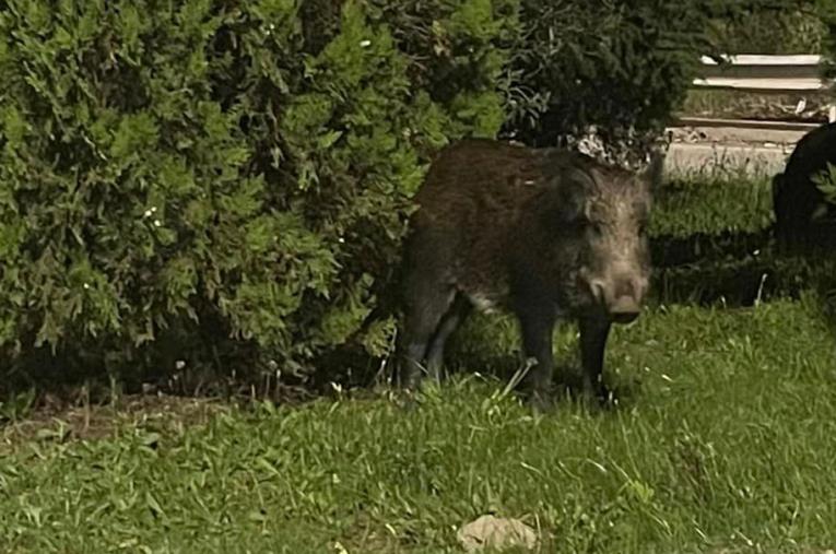 images UMG, Azione Universitaria: "I cinghiali 'ospiti' fuori corso dell'ateneo" 