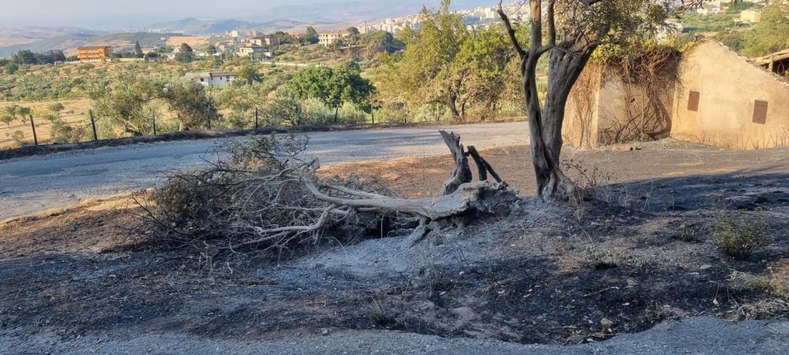 Incendi a Catanzaro, Corsi (Gruppo Misto): "I residenti della frazione Santa Domenica non siano dimenticati" images Incendi a Catanzaro, Corsi (Gruppo Misto): "I residenti della frazione Santa Domenica non siano dimenticati"