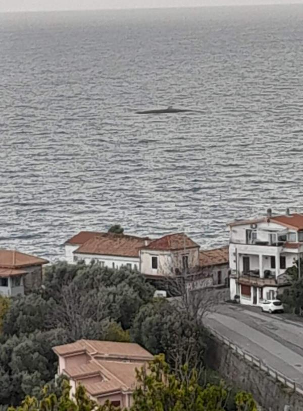 Sommergibile o cetaceo? La foto della strana sagoma nel mare di Caminia diventa virale  images Sommergibile o cetaceo? La foto della strana sagoma nel mare di Caminia diventa virale