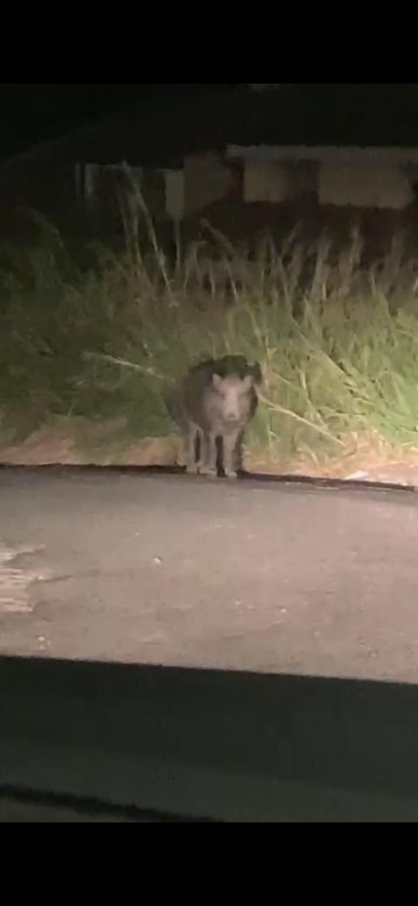 images Catanzaro, emergenza cinghiali senza fine: avvistato grosso esemplare a Cavita