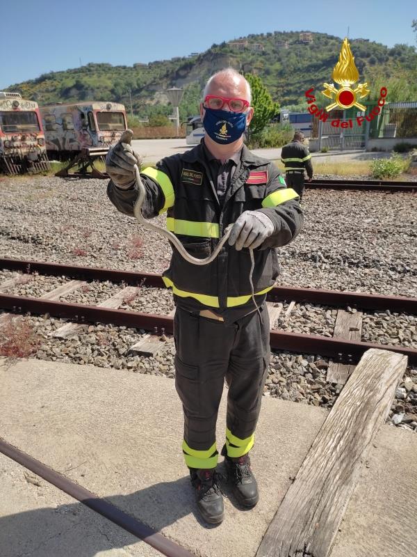 images Cosenza. Trovato un serpente in un autobus alla stazione Vaglio Lise