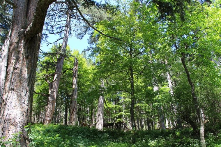 Sila Cup, l'Audace Decollatura affronterà l'a.s. Roma images Sila Cup, l'Audace Decollatura affronterà l'a.s. Roma