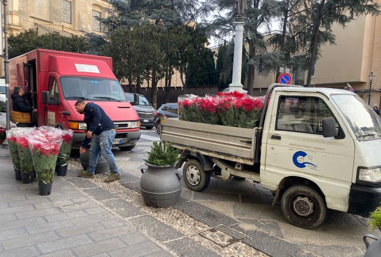 Donazione anonima di Stelle di Natale a Catanzaro, Casalinuovo: "Amore disinteressato per la città" images Donazione anonima di Stelle di Natale a Catanzaro, Casalinuovo: "Amore disinteressato per la città"