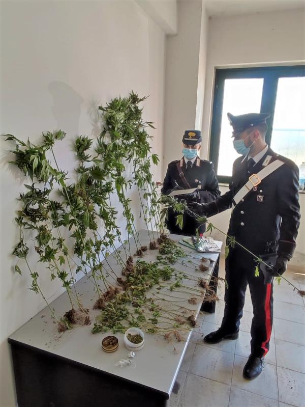 images Petronà, coltivava marijuana in una serra: i carabinieri arrestano un 55enne 

