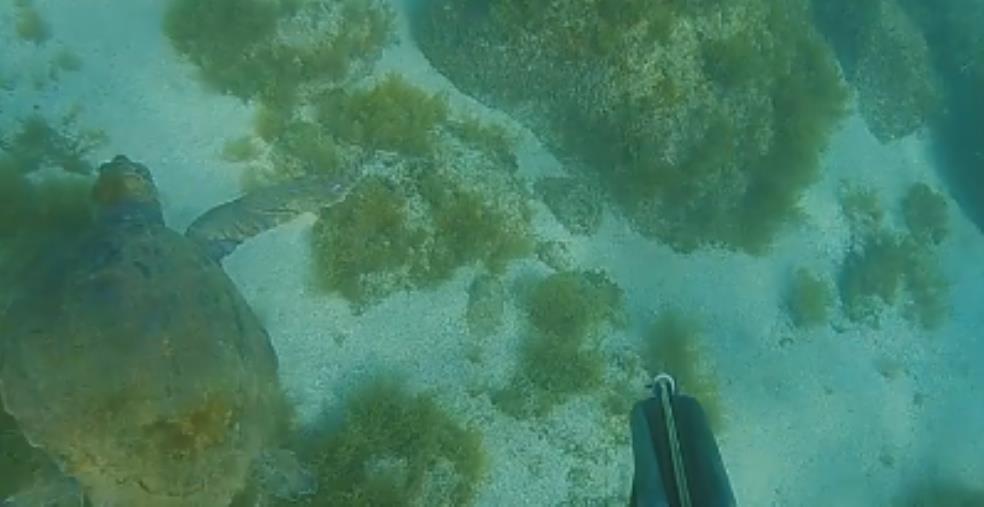 Tropea.  Rischiava la morte in mare, salvata una tartaruga ferita e senza una zampa images Tropea.  Rischiava la morte in mare, salvata una tartaruga ferita e senza una zampa