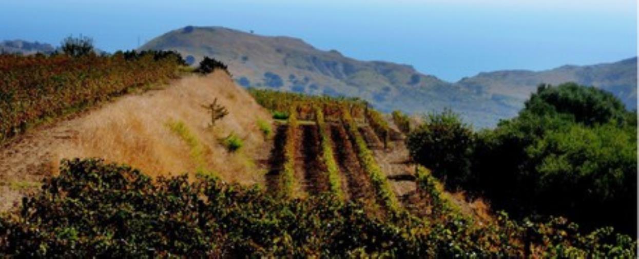 images Furto alla Cooperativa Agricola “Terre  Grecaniche” di Palizzi, la solidarietà della Condotta Slow Food Reggio Calabria 