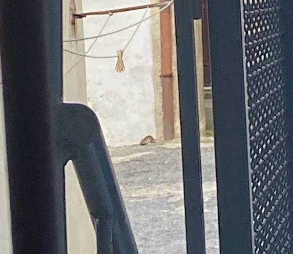 Catanzaro. Topi a spasso anche sui davanzali, la rabbia di una residente in Larghetto Educandato images Catanzaro. Topi a spasso anche sui davanzali, la rabbia di una residente in Larghetto Educandato