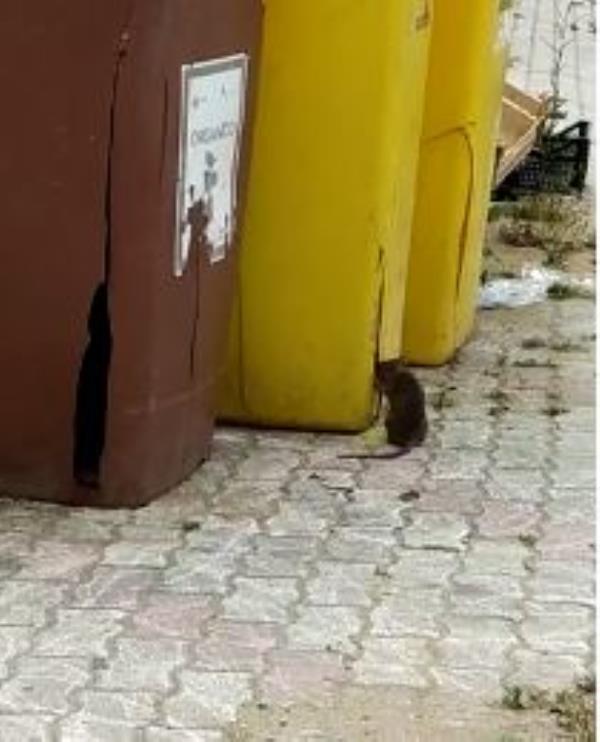 images Nel quartiere Aranceto 'ballano' i topi (VIDEO)
