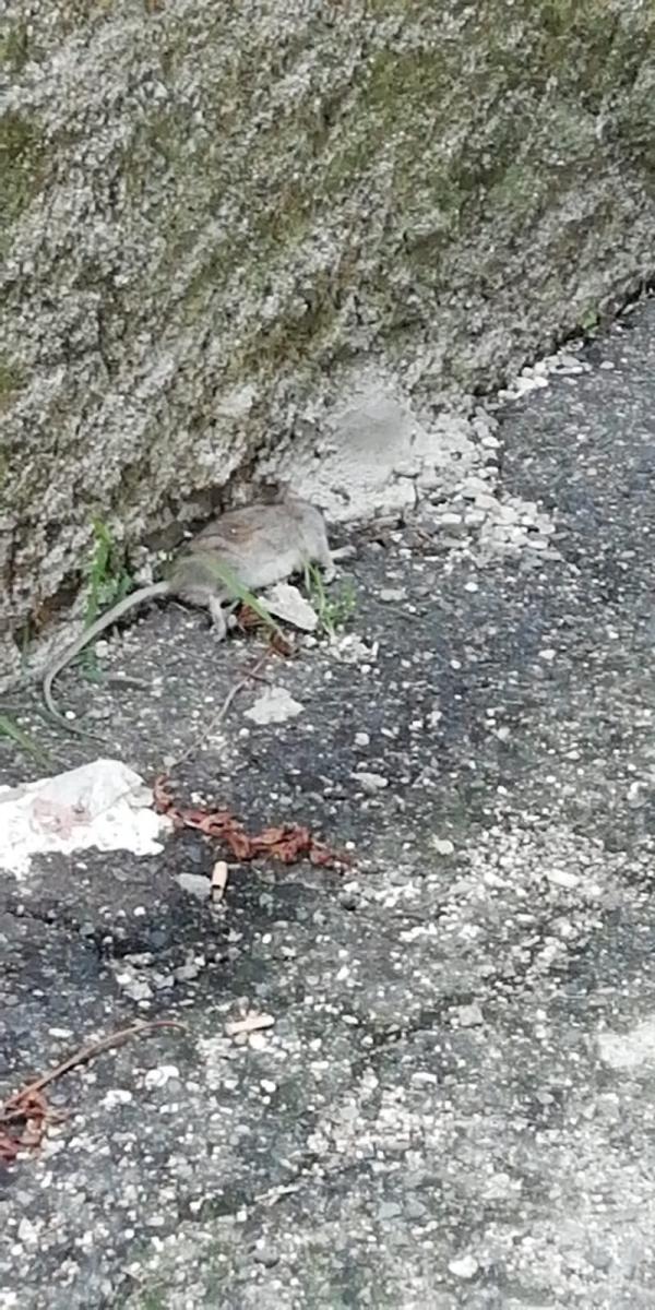 Catanzaro. Un lettore segnala: "Topo morto da giorni a Vico de Grazia e nessuno interviene" images Catanzaro. Un lettore segnala: "Topo morto da giorni a Vico de Grazia e nessuno interviene"