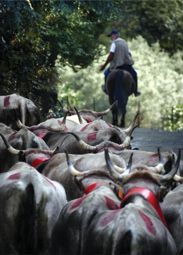 images La transumanza, bene immateriale dell’umanità: a Catanzaro il film Figli del Minotauro 