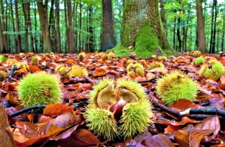 Castanicoltura, il GAL Valle Crati presenta gli incontri informativi sulle nuove tecniche di coltivazione images Castanicoltura, il GAL Valle Crati presenta gli incontri informativi sulle nuove tecniche di coltivazione