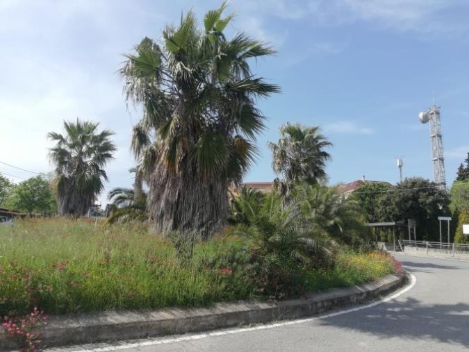 Catanzaro, la denuncia di Antonio Mauro: "La rotatoria Siano-Chalet come la foresta amazzonica" images Catanzaro, la denuncia di Antonio Mauro: "La rotatoria Siano-Chalet come la foresta amazzonica"