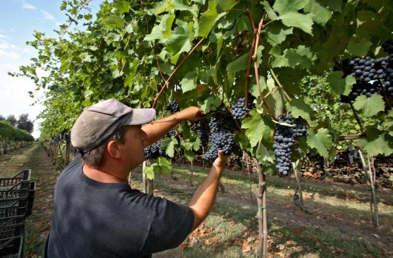 Vendemmia in Calabria, vignaioli scrutano il cielo. Coldiretti: "Fondamentali prossimi giorni"
 images Vendemmia in Calabria, vignaioli scrutano il cielo. Coldiretti: "Fondamentali prossimi giorni"