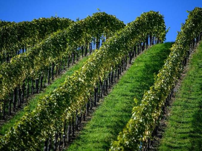 images Ristrutturazione dei vigneti in Calabria: oltre 1,8 milioni per 78 beneficiari  