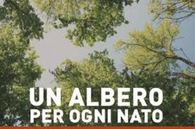 Anche a Girifalco un albero della vita per ogni nuovo nato images Anche a Girifalco un albero della vita per ogni nuovo nato