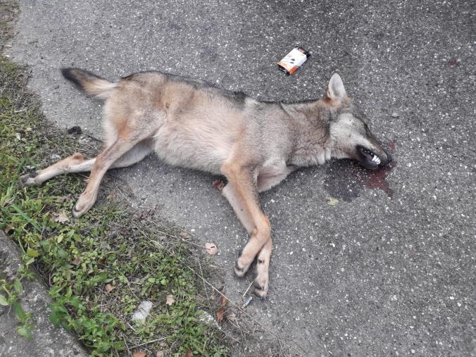 Paura per un lupo vicino le case. Automobilista lo investe sulla SP tra Catanzaro e Magisano. Recuperato dai forestali images Paura per un lupo vicino le case. Automobilista lo investe sulla SP tra Catanzaro e Magisano. Recuperato dai forestali