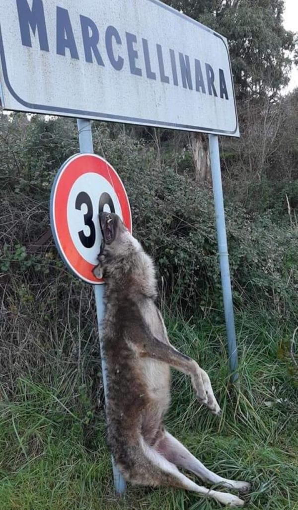 images Orrore a Marcellinara. Lupo impiccato al cartello stradale d'ingresso 