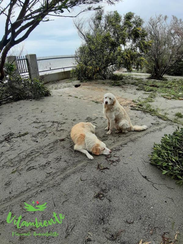 images Coronavirus. Anche gli animali hanno bisogno di assistenza, Vitambiente si attiva contro gli abbandoni