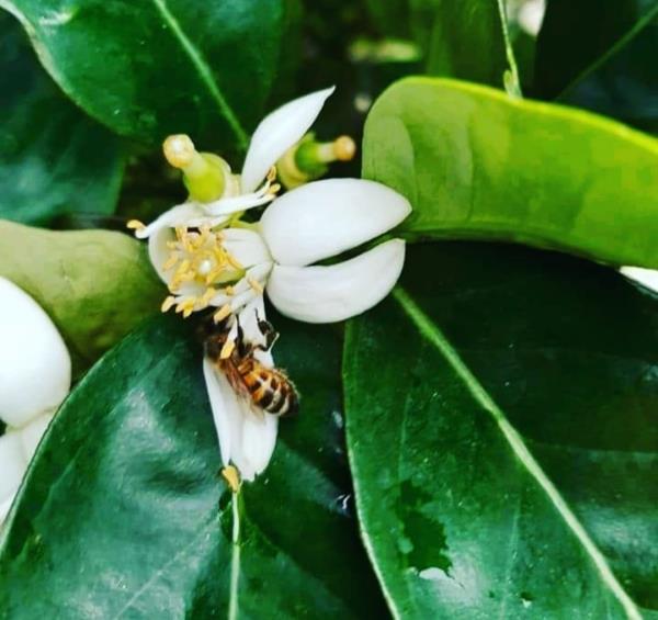 images Giornata mondiale dell'ape. L'appello di Taverniti: "Sensibilizzare alla sospensione dell'uso di pesticidi nell'agricoltura"