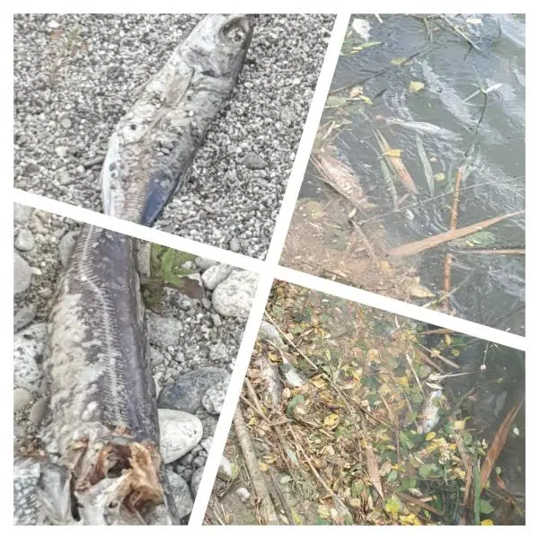 Inquietante morìa di pesci tra Squillace e Stalettì: è allarme inquinamento alla foce del fiume Alessi images Inquietante morìa di pesci tra Squillace e Stalettì: è allarme inquinamento alla foce del fiume Alessi