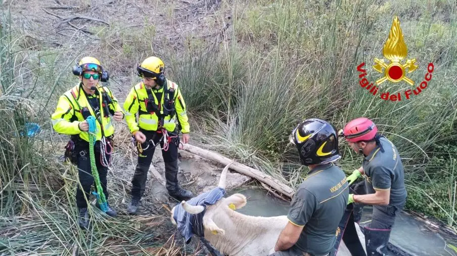 Bue cade in dirupo nel Crotonese: recuperato dai vigili del fuoco images Bue cade in dirupo nel Crotonese: recuperato dai vigili del fuoco