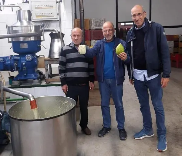 images Il Consorzio Cedro di Calabria punta alla maggiore promozione del prodotto e della lavorazione