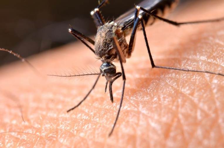 images West Nile, nuovo caso a Borgia: scatta la disinfestazione